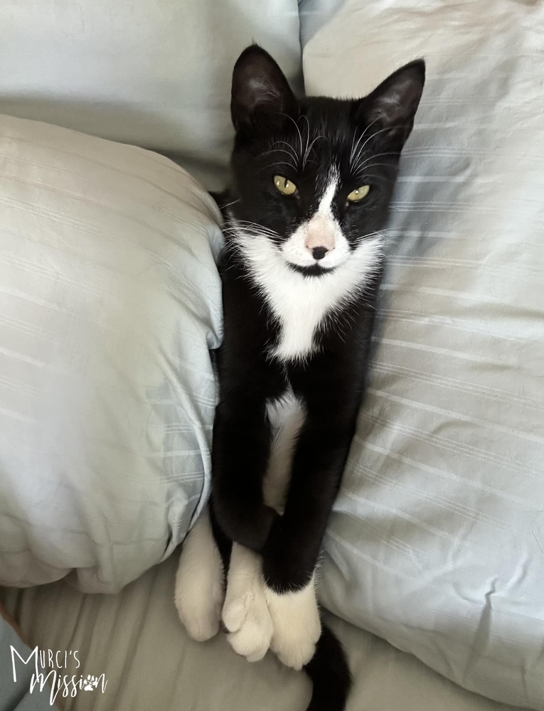 Tux, an adoptable Domestic Short Hair in Spokane , WA, 99209 | Photo Image 1