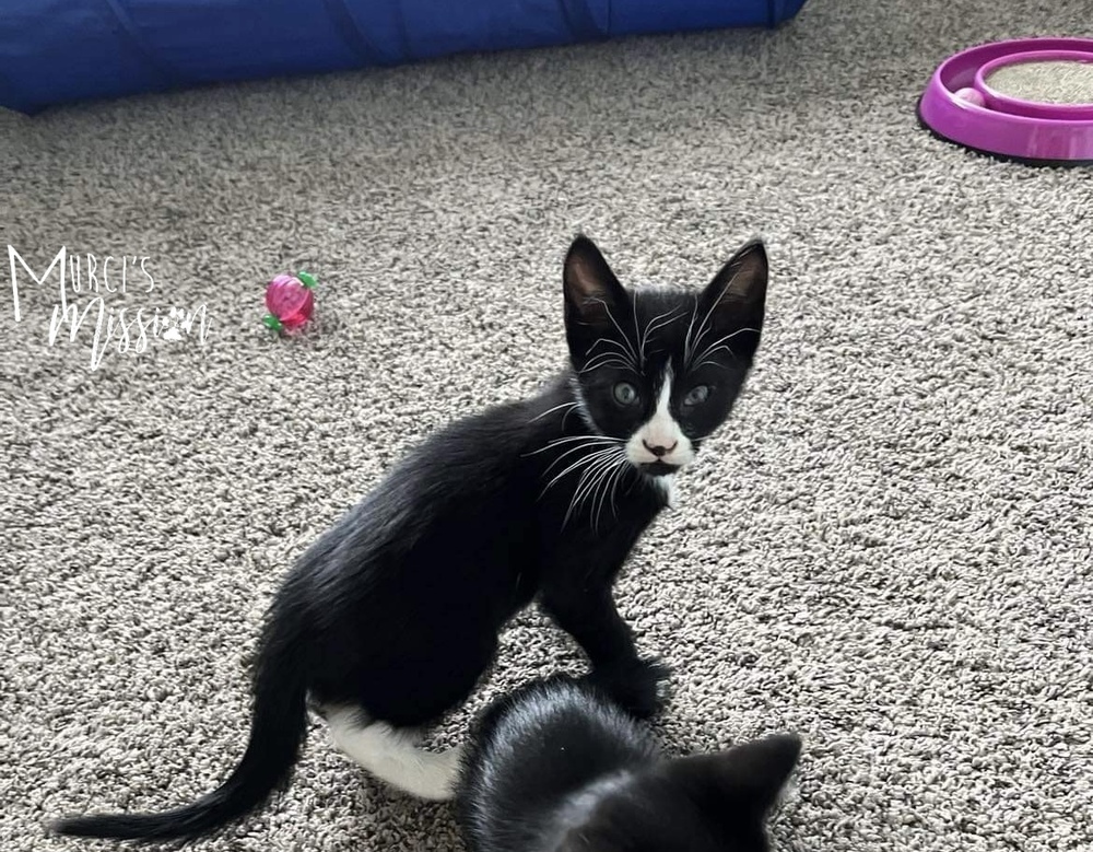 Tux, an adoptable Domestic Short Hair in Spokane , WA, 99209 | Photo Image 3