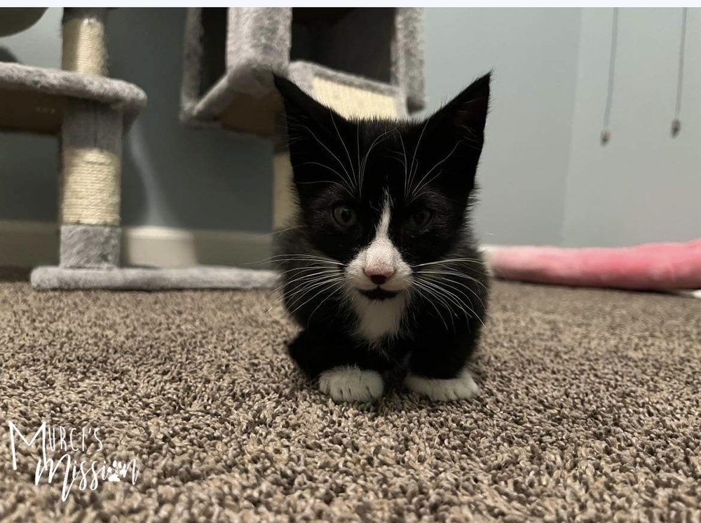 Tux, an adoptable Domestic Short Hair in Spokane , WA, 99209 | Photo Image 5