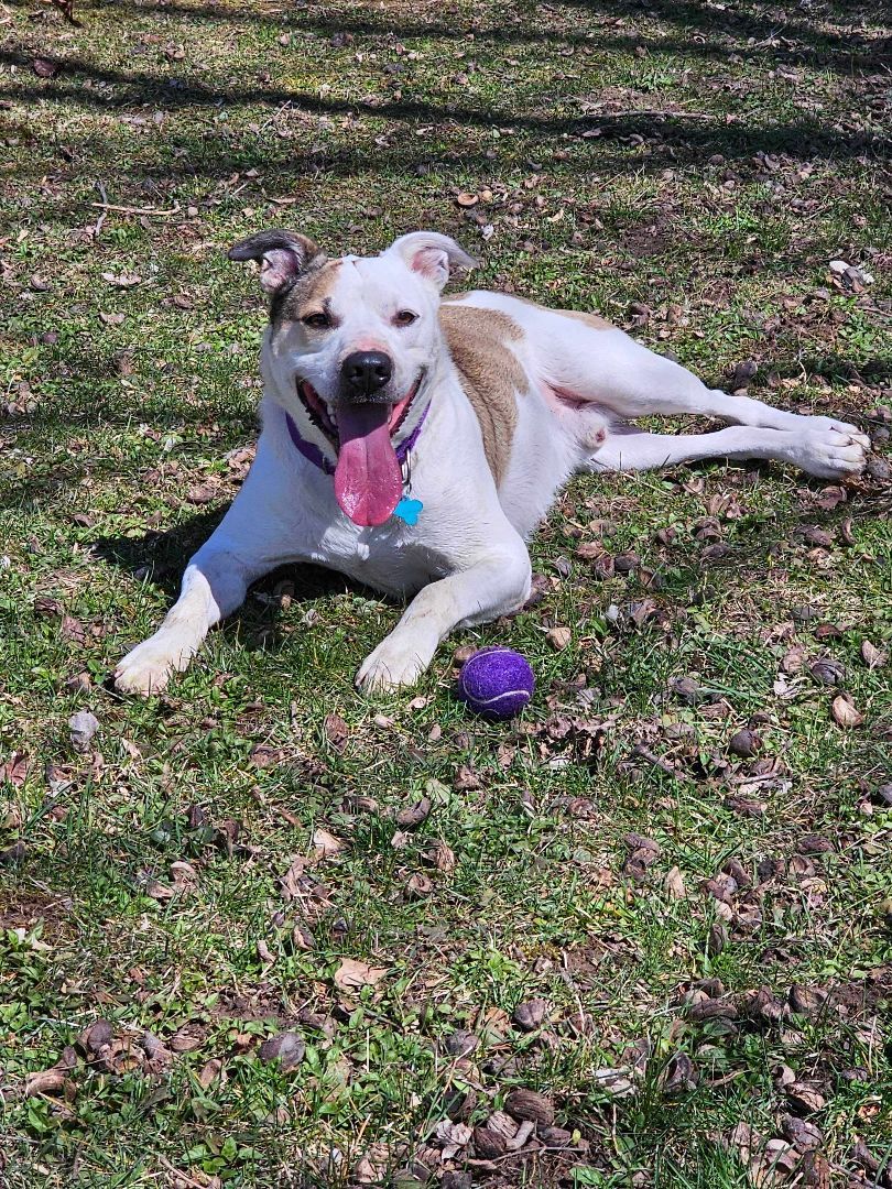 Spike, an adoptable Mixed Breed in Owosso, MI, 48867 | Photo Image 1