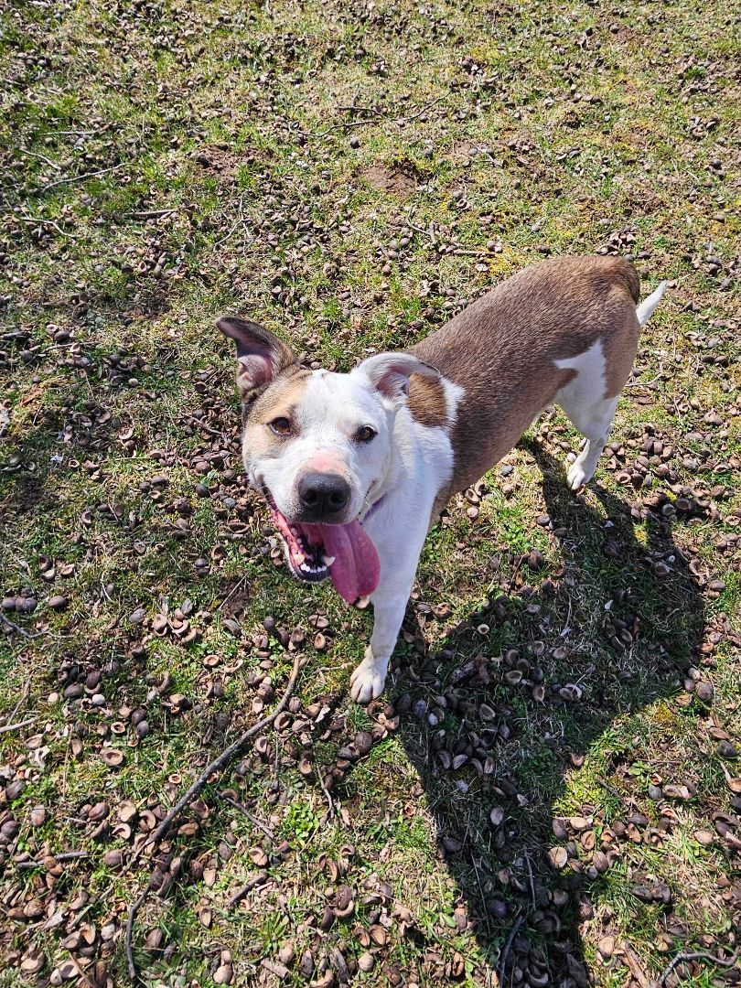 Spike, an adoptable Mixed Breed in Owosso, MI, 48867 | Photo Image 2