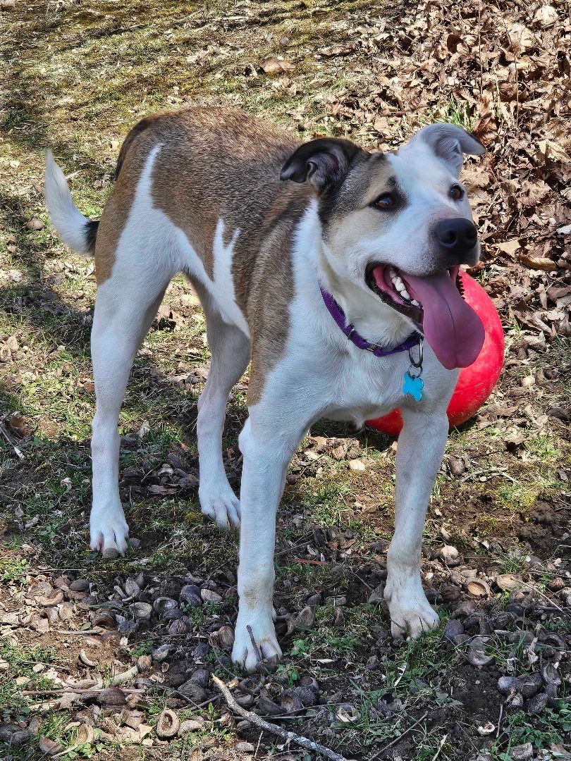 Spike, an adoptable Mixed Breed in Owosso, MI, 48867 | Photo Image 3