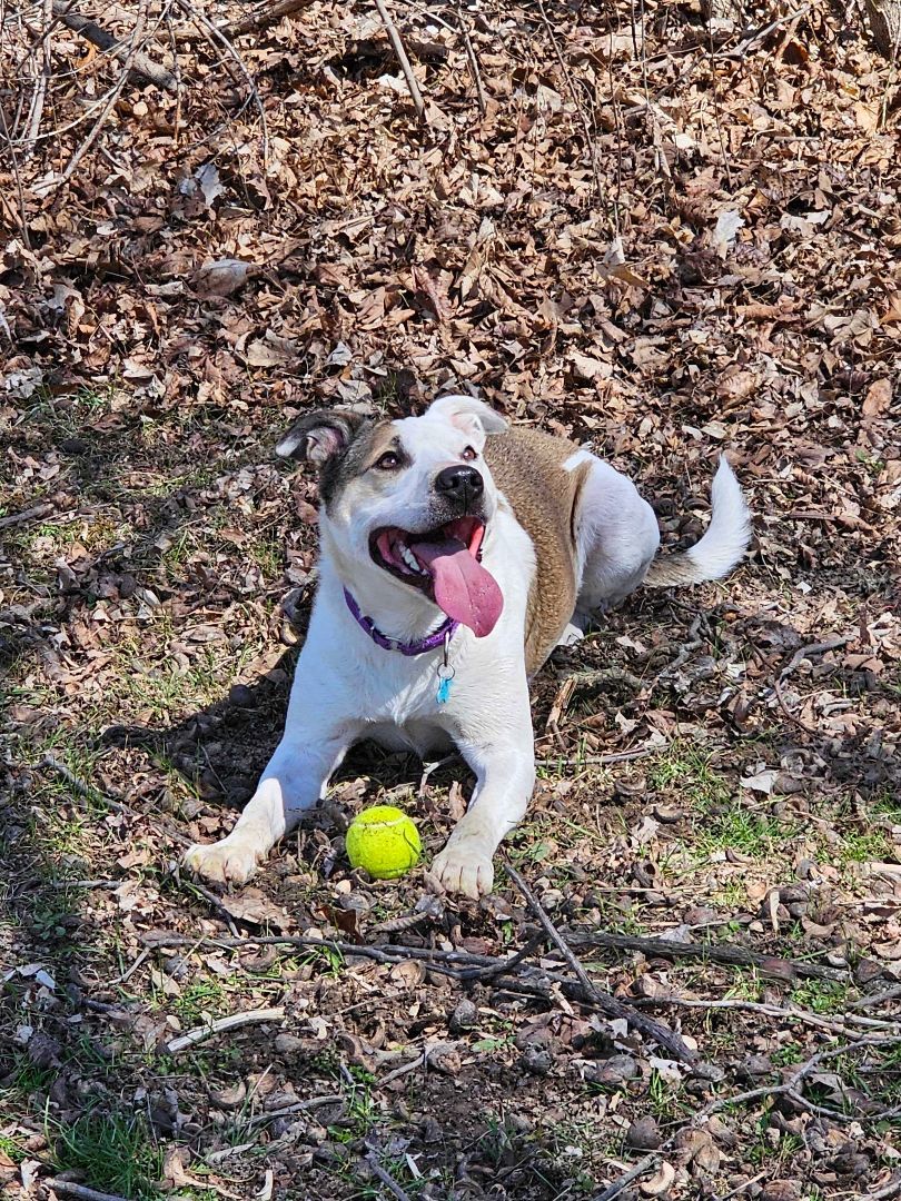 Spike, an adoptable Mixed Breed in Owosso, MI, 48867 | Photo Image 4