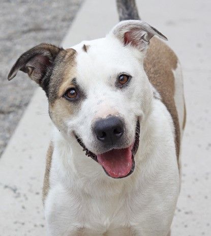 Spike, an adoptable Mixed Breed in Owosso, MI, 48867 | Photo Image 5