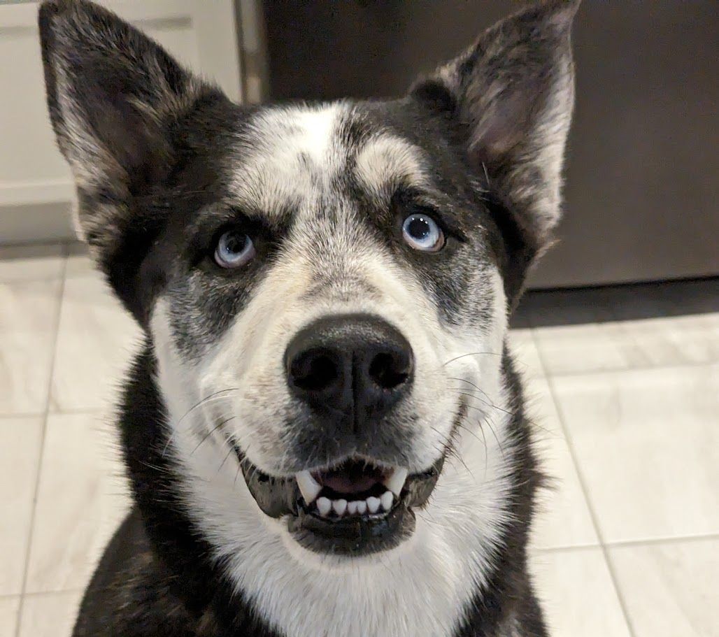 MOKA, an adoptable Husky in Parry Sound, ON, P2A 1G7 | Photo Image 1