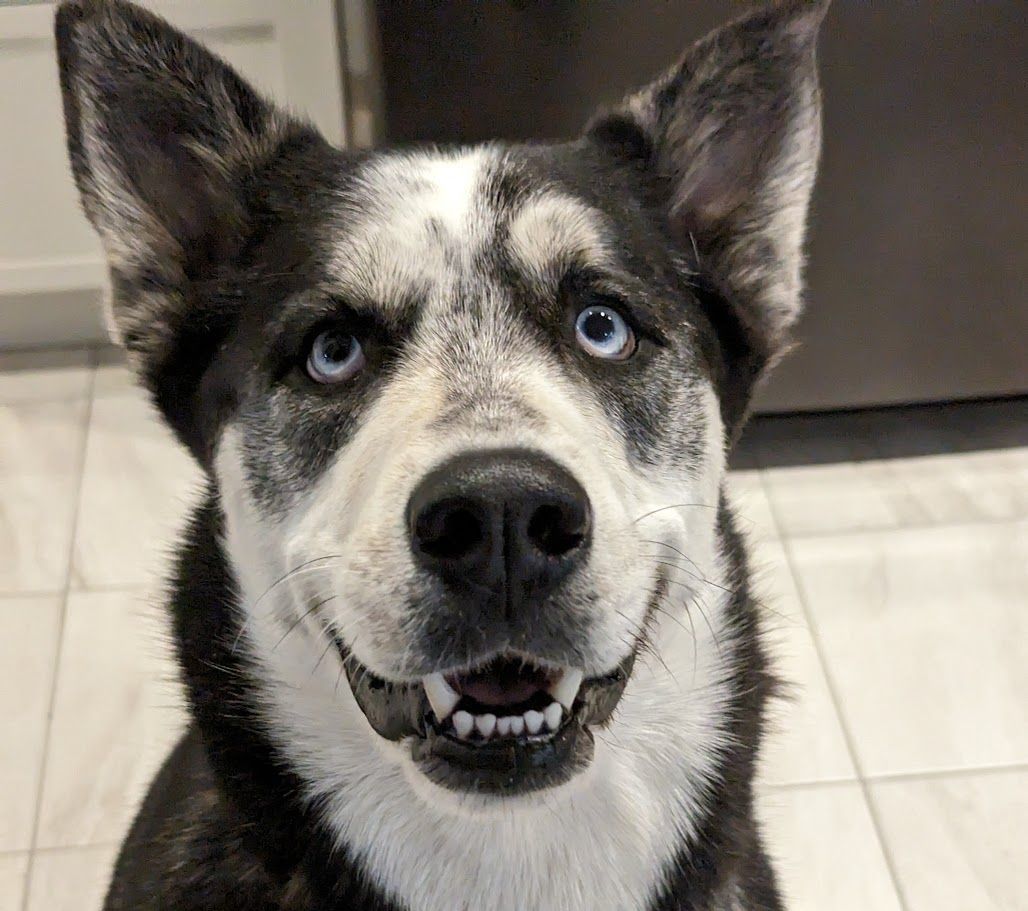 MOKA, an adoptable Husky in Parry Sound, ON, P2A 1G7 | Photo Image 4