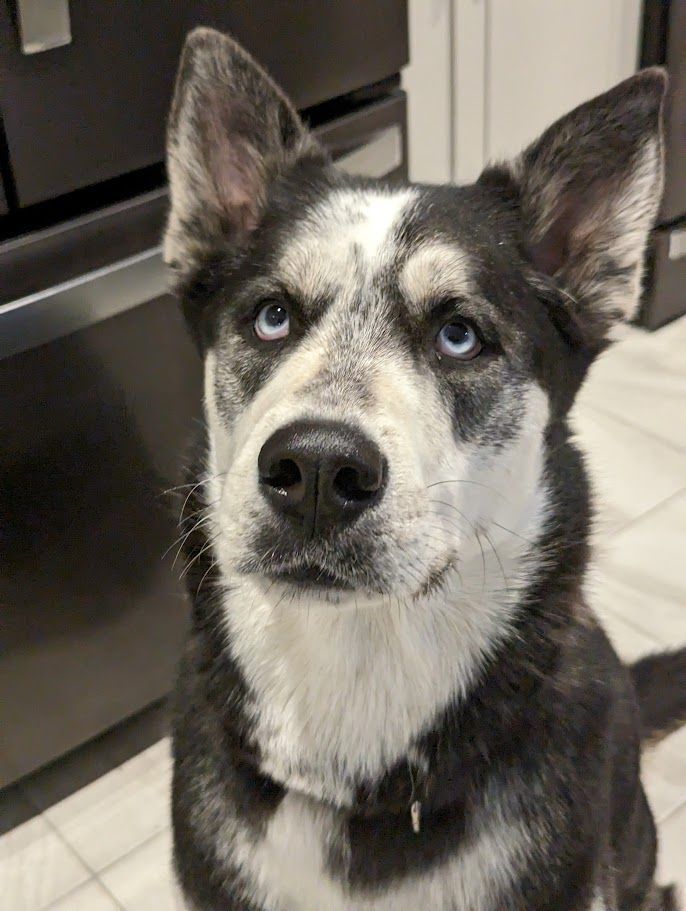 MOKA, an adoptable Husky in Parry Sound, ON, P2A 1G7 | Photo Image 3
