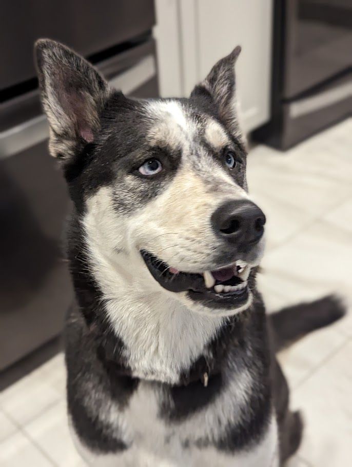 MOKA, an adoptable Husky in Parry Sound, ON, P2A 1G7 | Photo Image 4