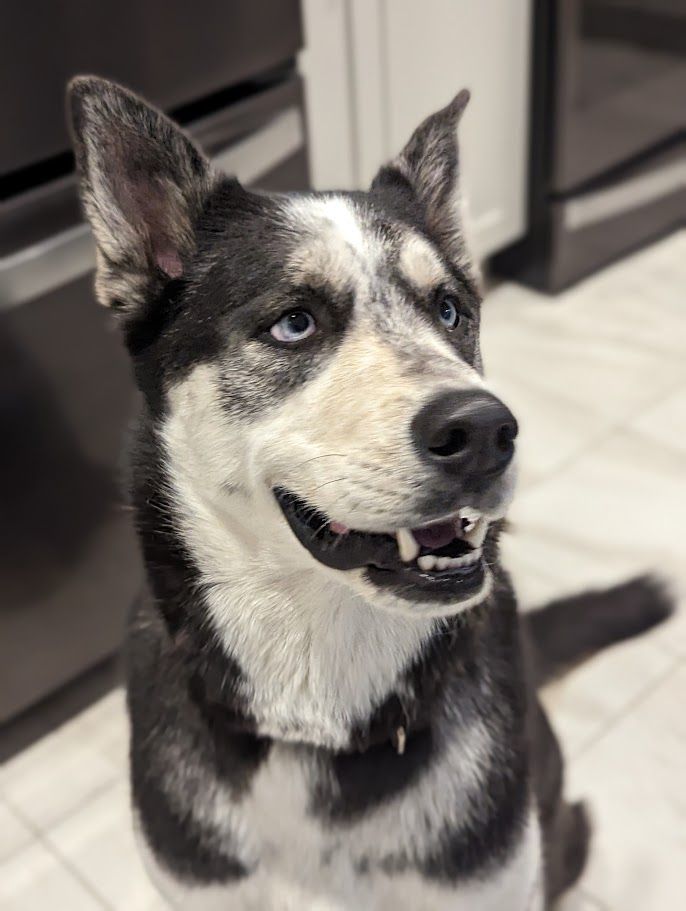 MOKA, an adoptable Husky in Parry Sound, ON, P2A 1G7 | Photo Image 8