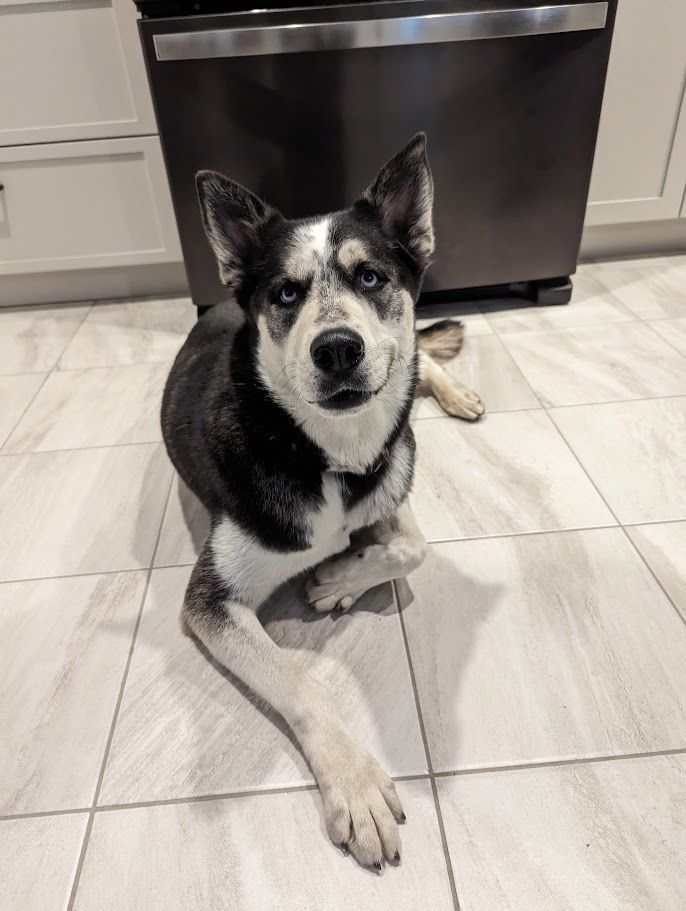 MOKA, an adoptable Husky in Parry Sound, ON, P2A 1G7 | Photo Image 10