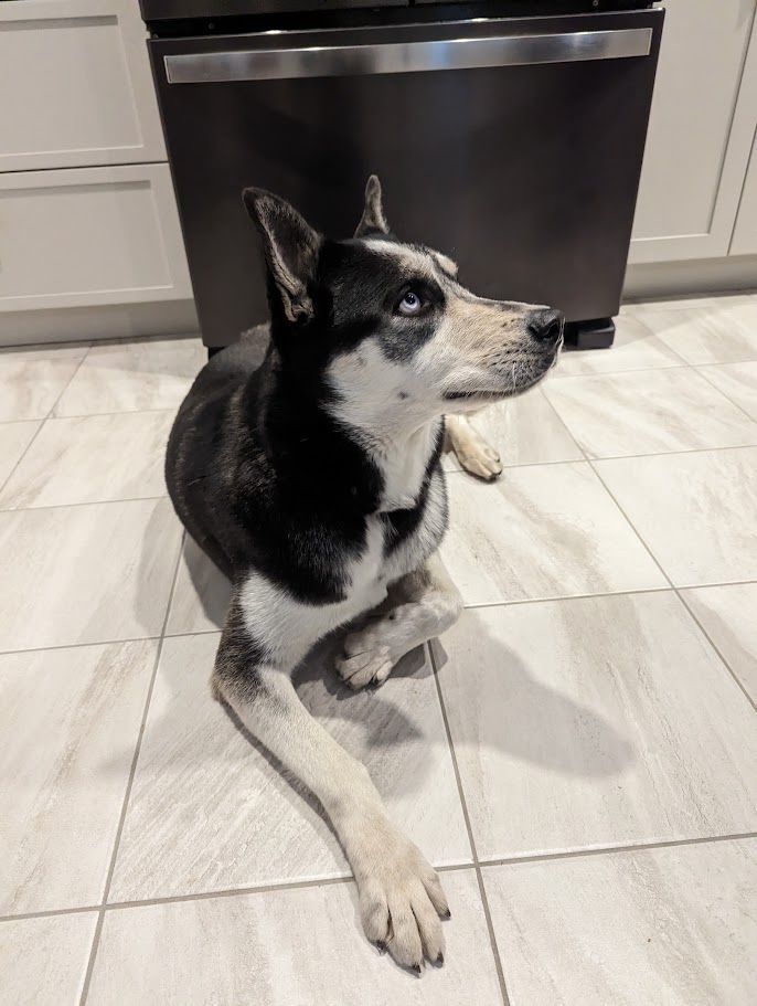 MOKA, an adoptable Husky in Parry Sound, ON, P2A 1G7 | Photo Image 12