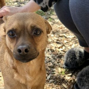 Sweet Boy, Adult Male Chihuahua
