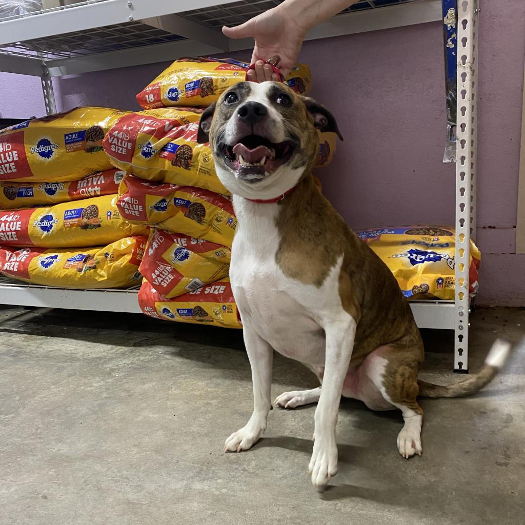 Spot, an adoptable Pit Bull Terrier, Mixed Breed in Jefferson city, TN, 37760 | Photo Image 2