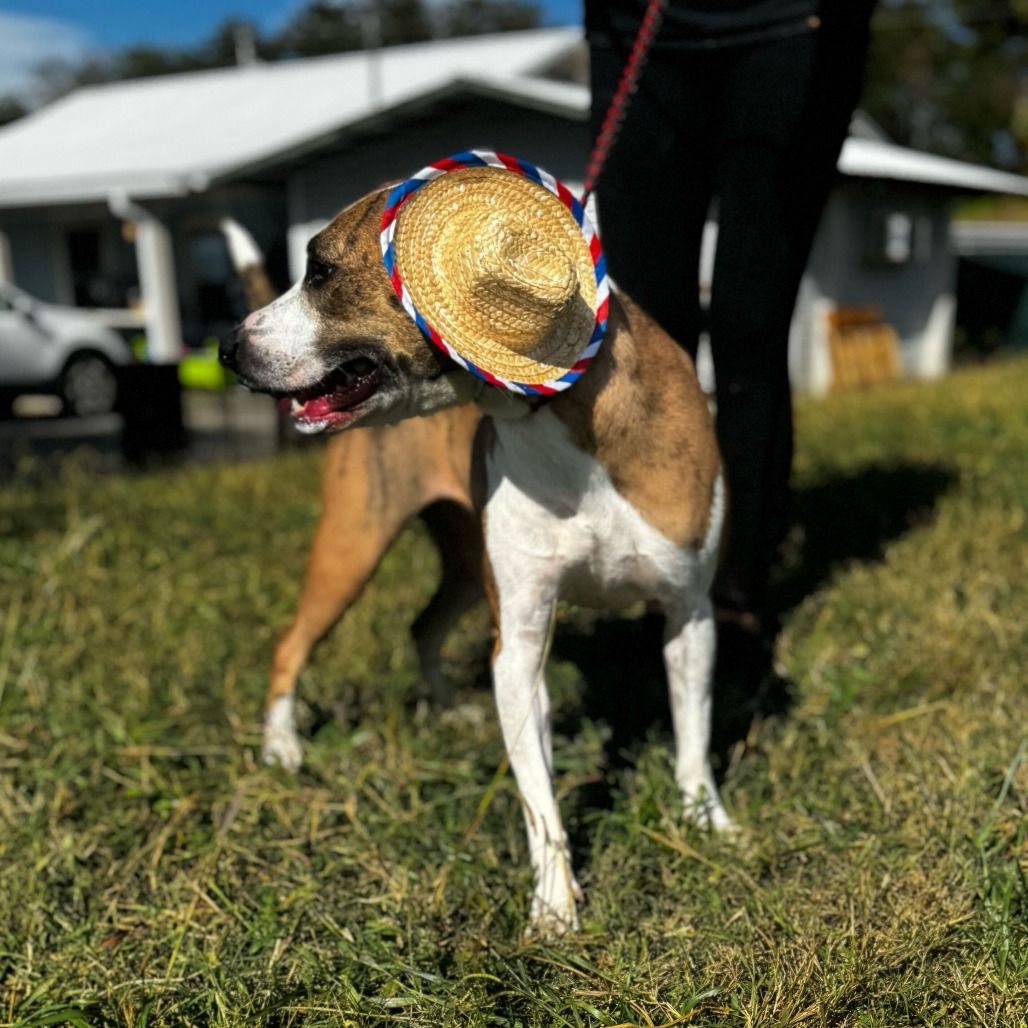 Spot, an adoptable Pit Bull Terrier, Mixed Breed in Jefferson city, TN, 37760 | Photo Image 3