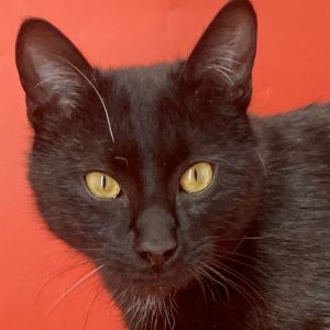 Ash: adoption pending Domestic Short Hair Cat