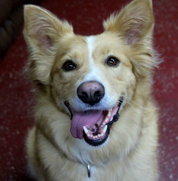 Mimosa, an adoptable Border Collie, Golden Retriever in Fargo, ND, 58103 | Photo Image 1