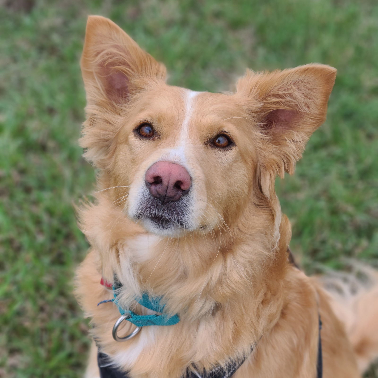 Mimosa, an adoptable Border Collie, Golden Retriever in Fargo, ND, 58103 | Photo Image 3