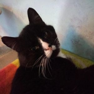 Sly short for Sylvester an outside kitty was rescued having been beaten up by
