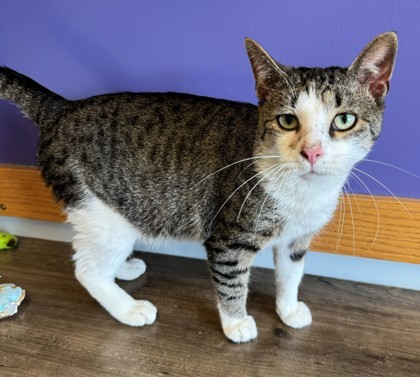 Smith, an adoptable Domestic Short Hair in Willmar, MN, 56201 | Photo Image 1