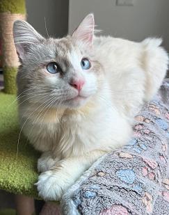 Beau Domestic Medium Hair Cat