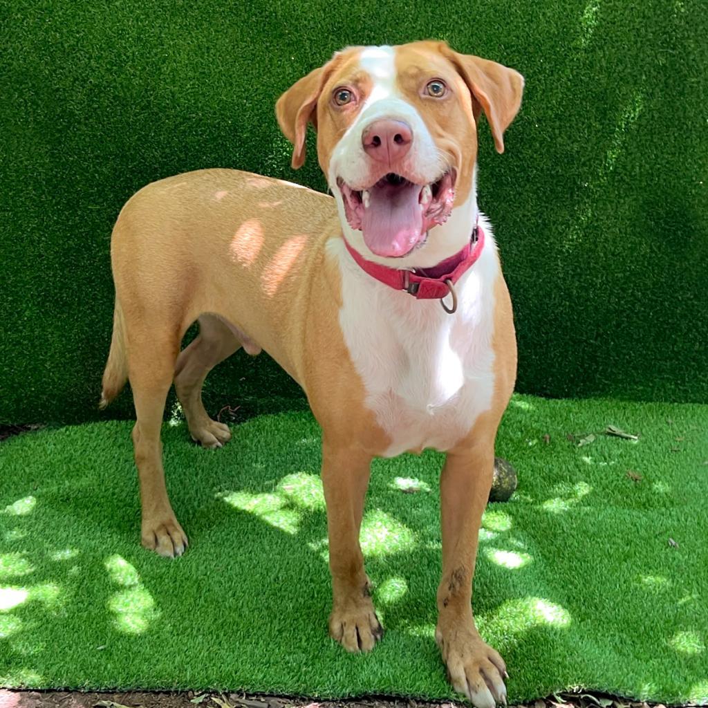 Bandito, an adoptable Foxhound in Austin, TX, 78704 | Photo Image 1