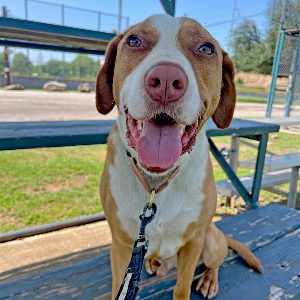Bandito, an adoptable Foxhound in Austin, TX, 78704 | Photo Image 1