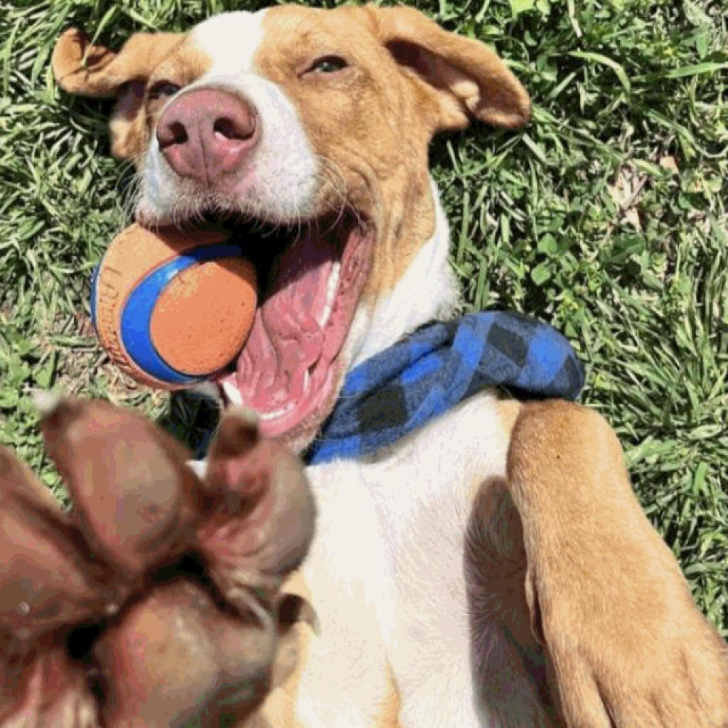 Bandito, an adoptable Foxhound in Austin, TX, 78704 | Photo Image 1