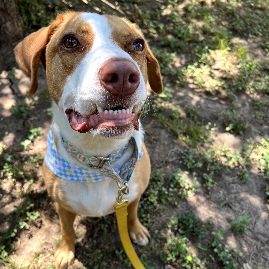 Bandito, an adoptable Foxhound, Labrador Retriever in Austin, TX, 78704 | Photo Image 1
