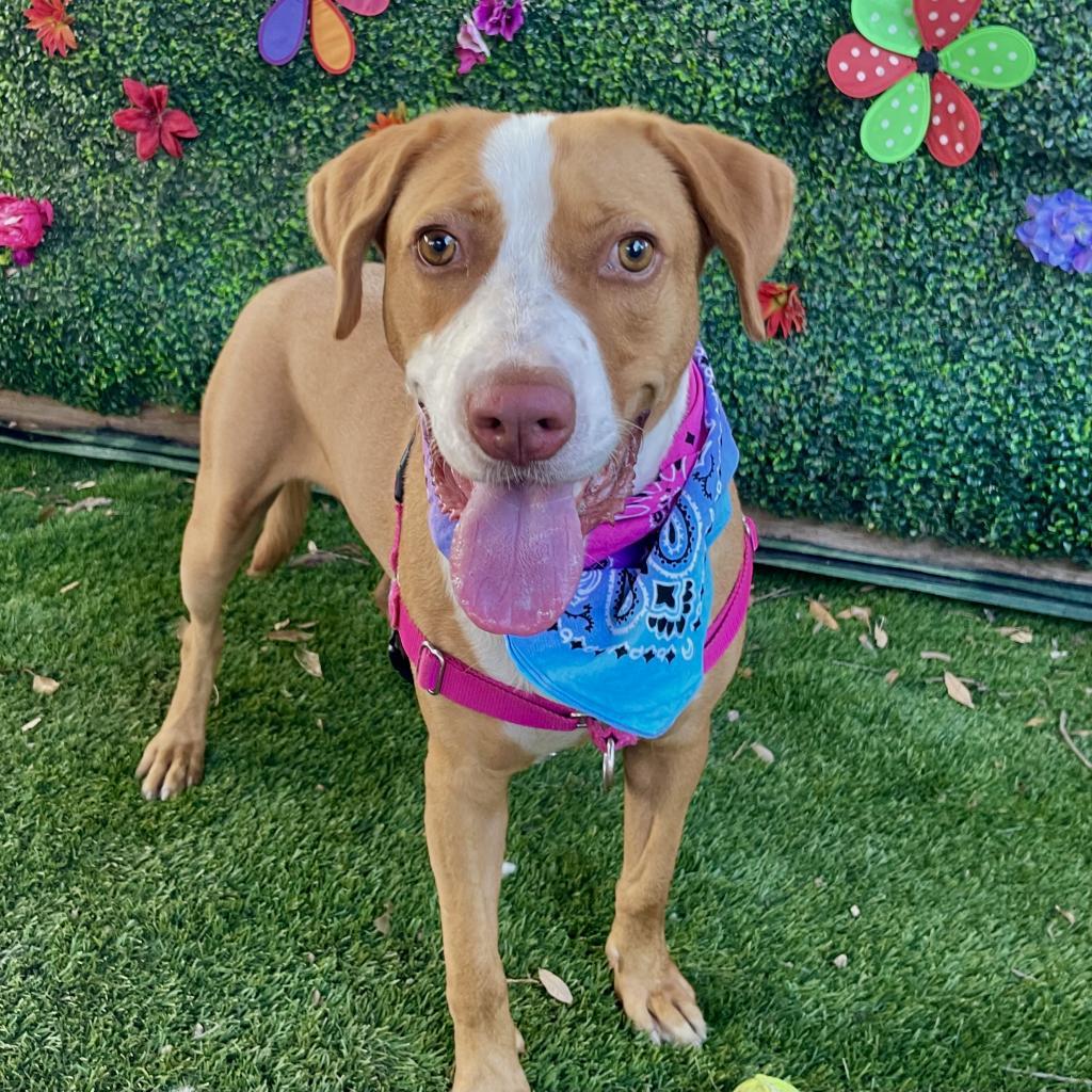 Bandito, an adoptable Foxhound in Austin, TX, 78704 | Photo Image 2