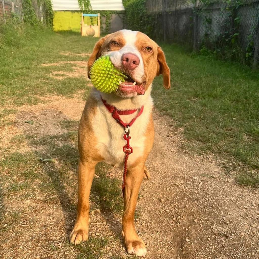 Bandito, an adoptable Foxhound in Austin, TX, 78704 | Photo Image 2
