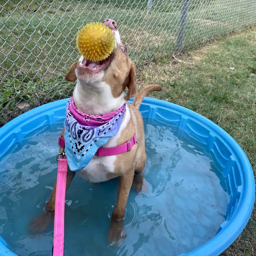 Bandito, an adoptable Foxhound, Labrador Retriever in Austin, TX, 78704 | Photo Image 2