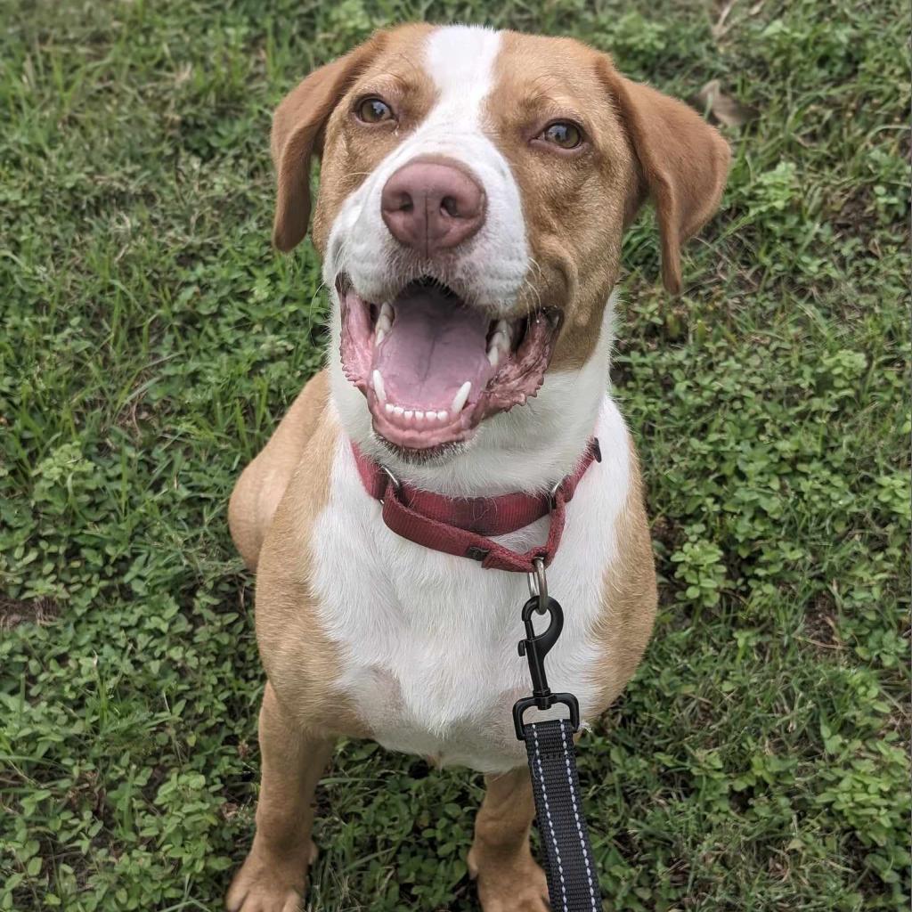 Bandito, an adoptable Foxhound in Austin, TX, 78704 | Photo Image 3