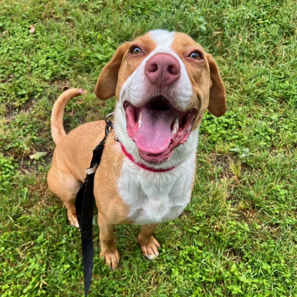 Bandito, an adoptable Foxhound in Austin, TX, 78704 | Photo Image 3