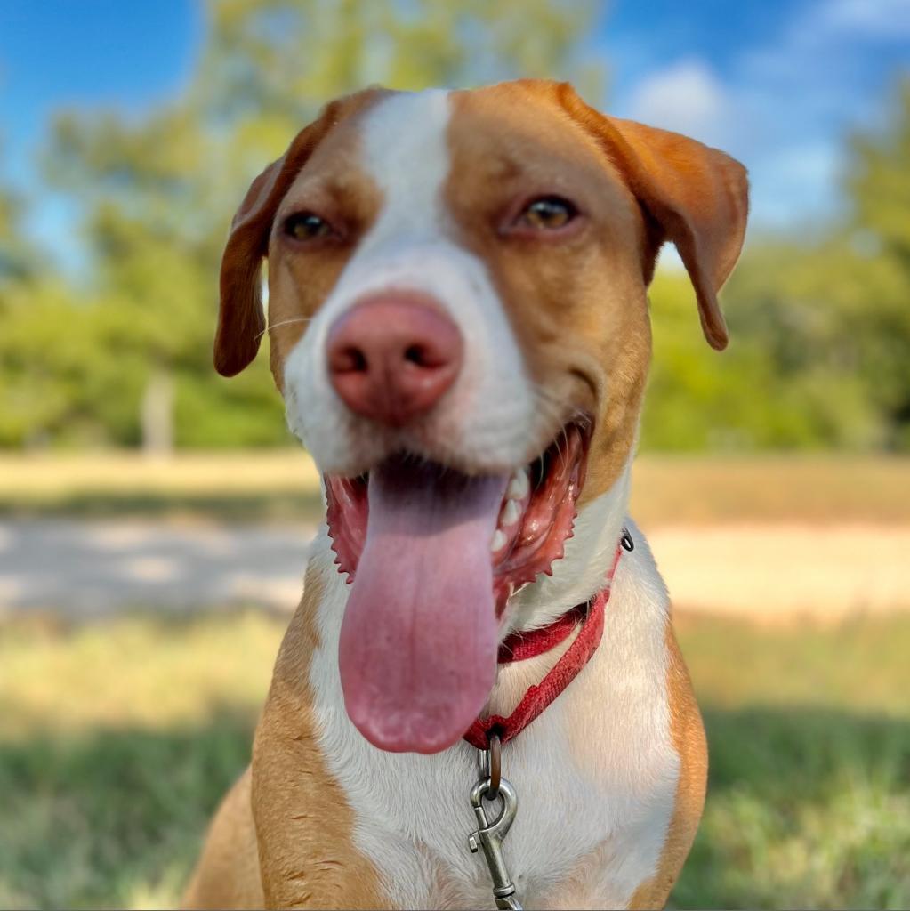 Bandito, an adoptable Foxhound in Austin, TX, 78704 | Photo Image 3