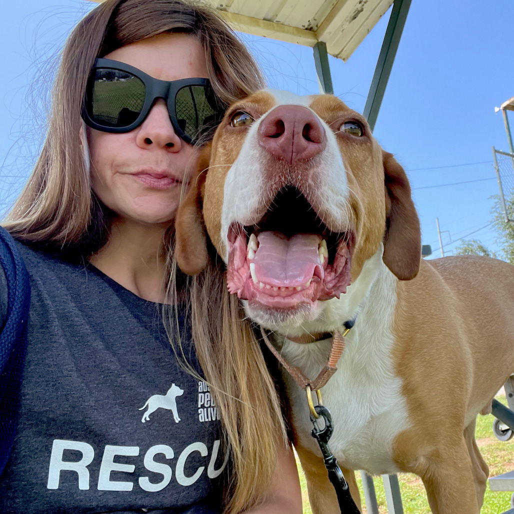 Bandito, an adoptable Foxhound, Labrador Retriever in Austin, TX, 78704 | Photo Image 3