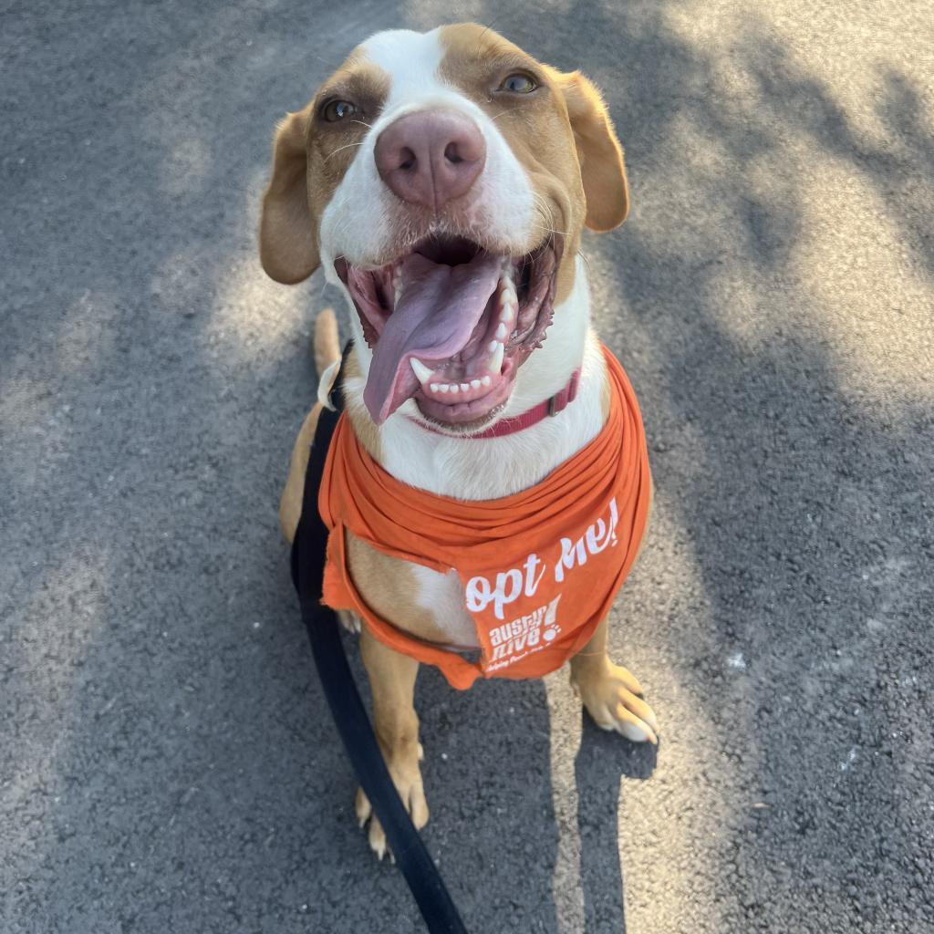 Bandito, an adoptable Foxhound in Austin, TX, 78704 | Photo Image 4