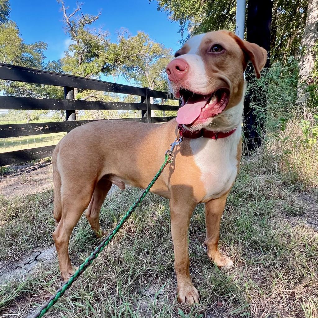 Bandito, an adoptable Foxhound in Austin, TX, 78704 | Photo Image 4