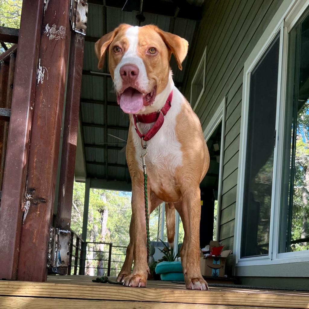 Bandito, an adoptable Foxhound in Austin, TX, 78704 | Photo Image 4