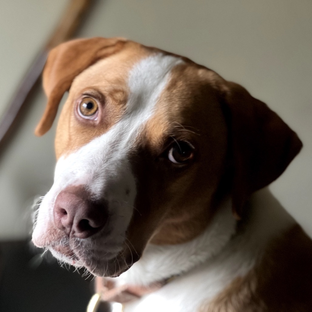 Bandito, an adoptable Foxhound, Labrador Retriever in Austin, TX, 78704 | Photo Image 4