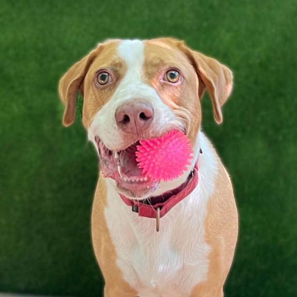 Bandito, an adoptable Foxhound in Austin, TX, 78704 | Photo Image 5