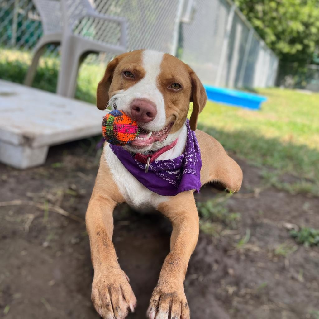 Bandito, an adoptable Foxhound in Austin, TX, 78704 | Photo Image 5