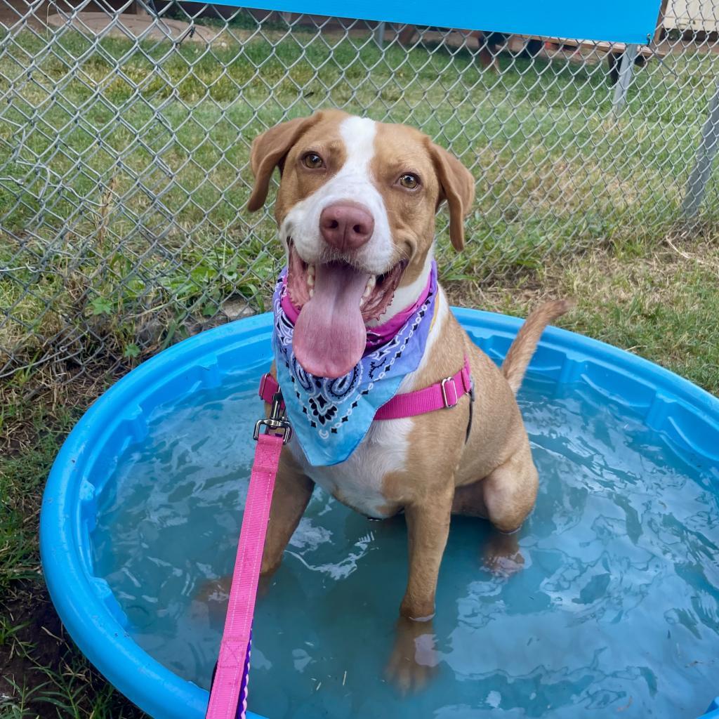 Bandito, an adoptable Foxhound, Labrador Retriever in Austin, TX, 78704 | Photo Image 5