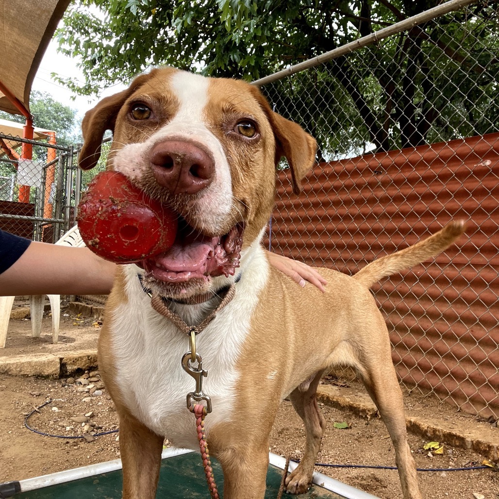 Bandito, an adoptable Foxhound, Labrador Retriever in Austin, TX, 78704 | Photo Image 5