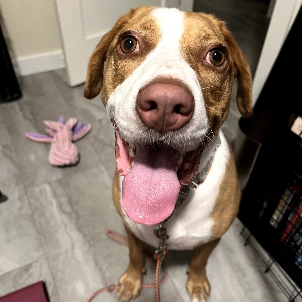 Bandito, an adoptable Foxhound, Labrador Retriever in Austin, TX, 78704 | Photo Image 6