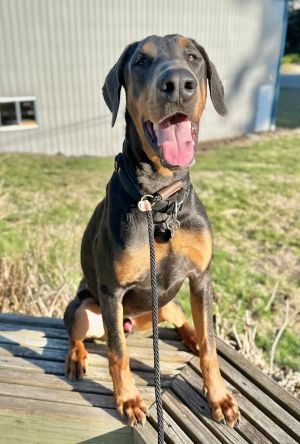 Bingo Doberman Pinscher Dog