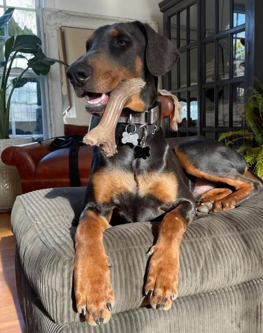 Bingo, an adoptable Doberman Pinscher in Bothell, WA, 98021 | Photo Image 1