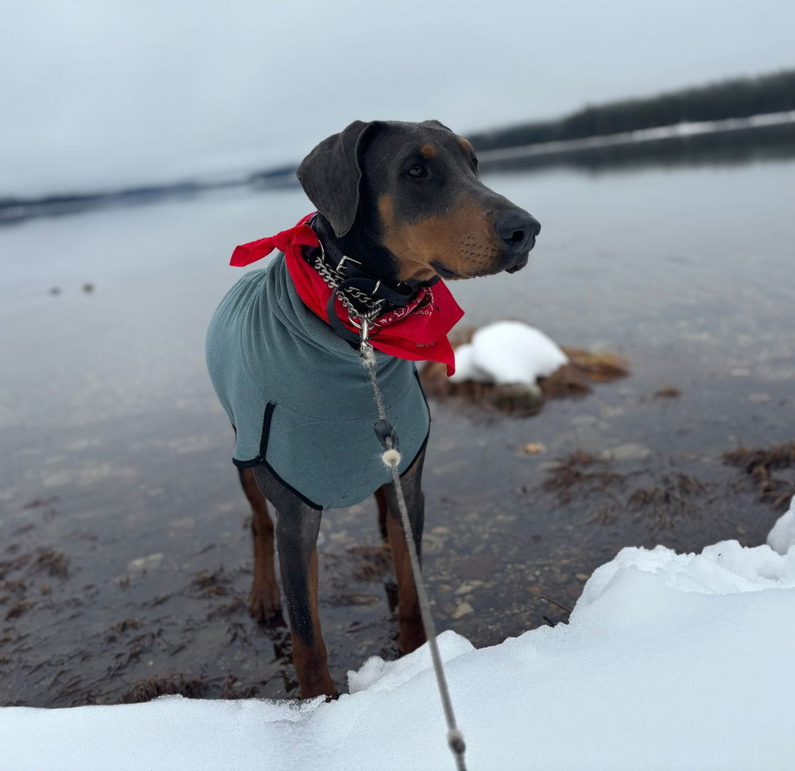Bingo, an adoptable Doberman Pinscher in Bothell, WA, 98021 | Photo Image 3