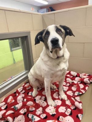 Buddy is a sweet dog with an old soul and quite the ladies man He likes to take strolls in