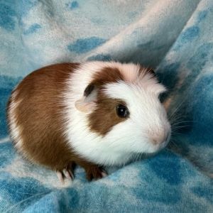 Im Petey a crested male guinea pig who was born 9223 after my parents were m