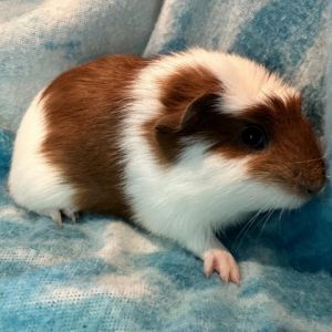 Im Spanky a crested male guinea pig who was born 9223 after my parents were 